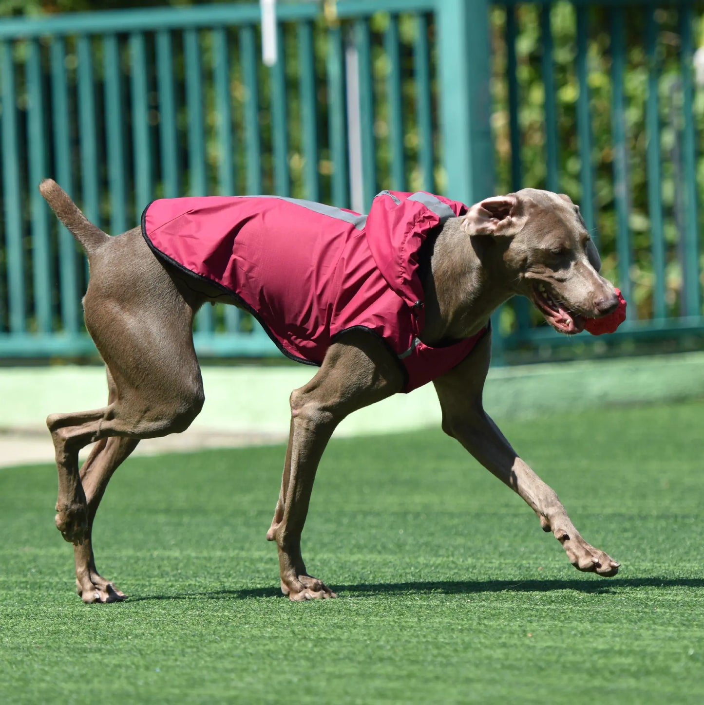 Two-Foot Hooded Waterproof Dog Raincoat